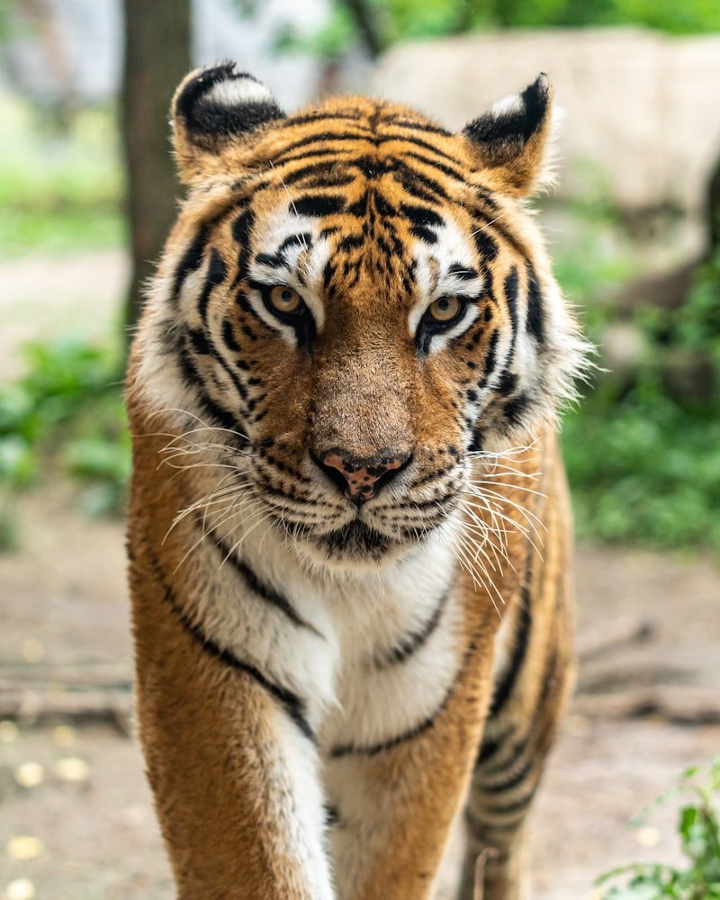 Jim Corbett